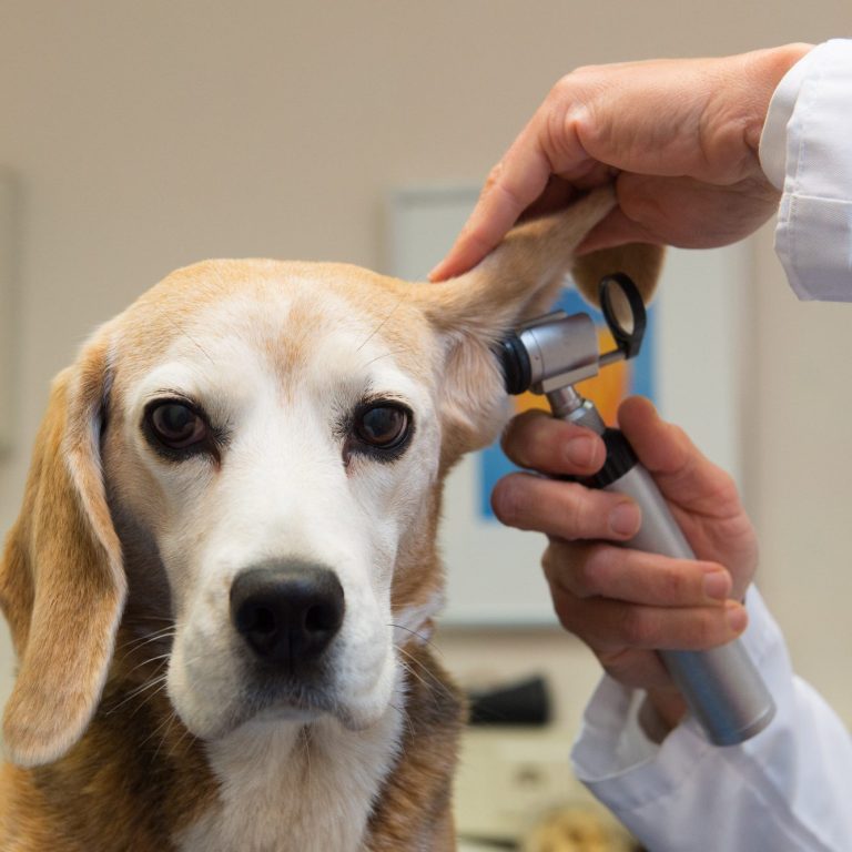 Christiana Gramlich Hundetrainerin in Walldürn Beagle wird bei einem Tierarzt untersucht, Ohr wird mit Otoskop geprüft.