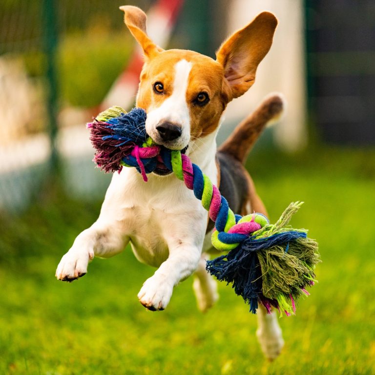 Beagle springt mit einem bunten Spielzeug im Maul über das Gras.
