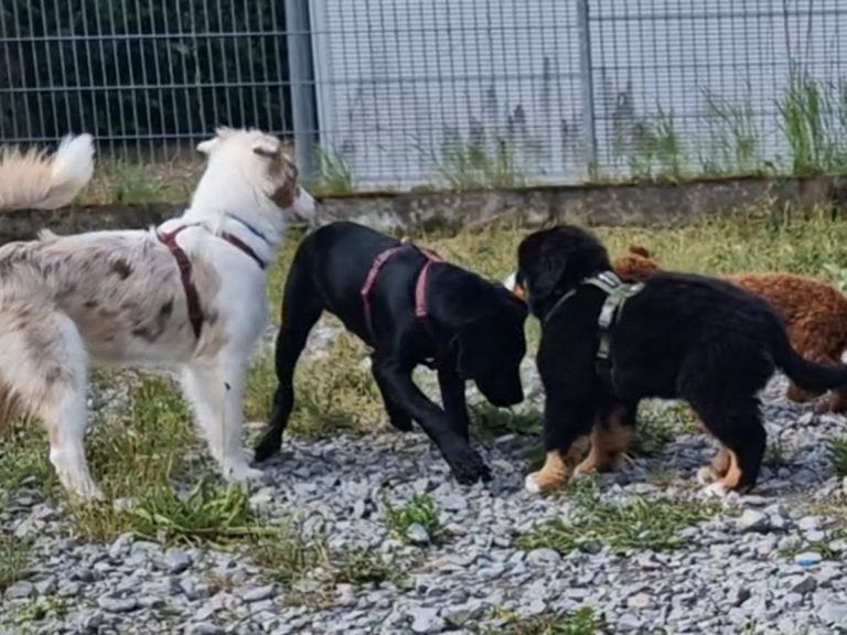Mehrere Hunde spielen herum, ein schwarzer, ein brauner und ein gefleckter Hund sind sichtbar.