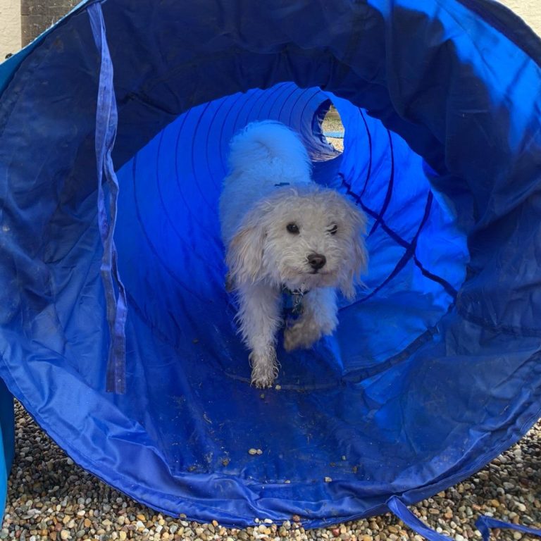 Weißer Hund, der aus einem blauen Tunnel herauskommt.