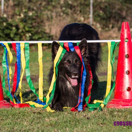Brauner Hund springt durch einen blauen Reifen in einem Agility-Parcours.