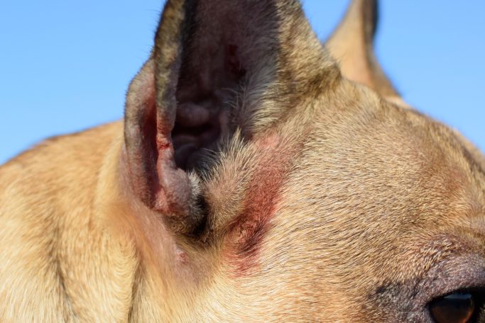 Nahaufnahme eines Hundesohren mit hellbraunem Fell und blauem Himmel im Hintergrund.