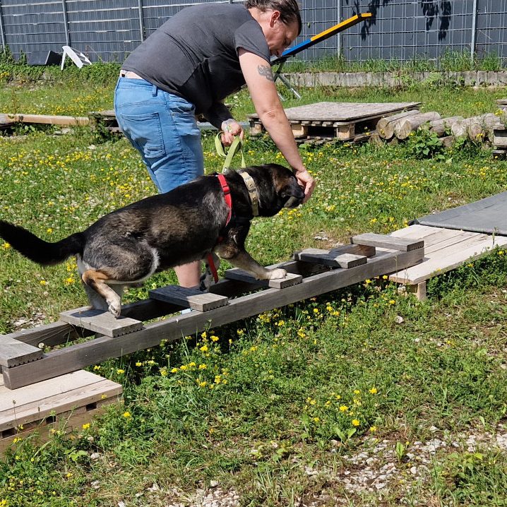 Ein Mann führt einen Hund über eine Holzplattform im Freien.