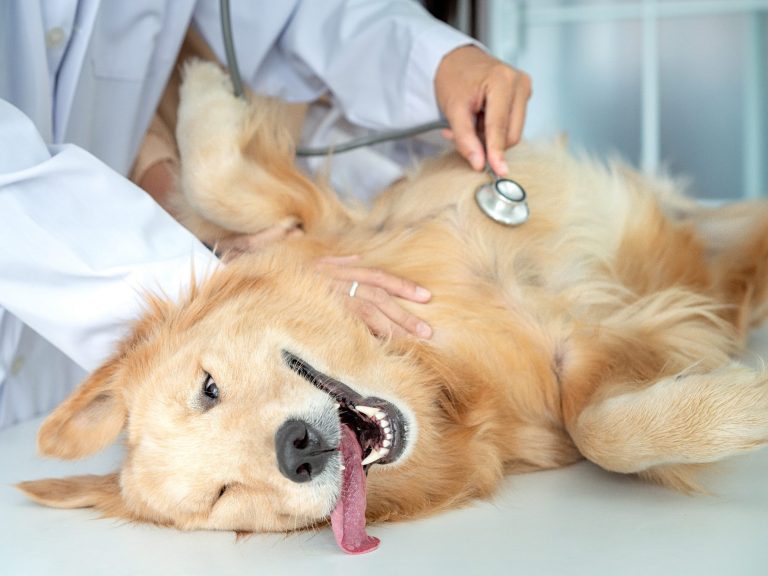 Ein goldenretriever Hund liegt auf dem Tisch, während ein Tierarzt mit einem Stethoskop untersucht.