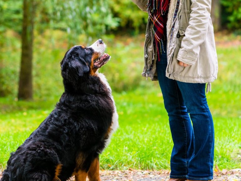 Eine Frau trainiert mit einem Bernersennenhund im Freien.
