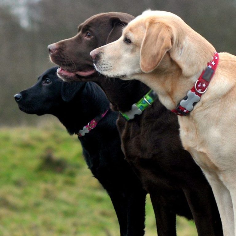 Christiana Gramlich Hundetrainerin Walldürn Drei Labrador Retriever in verschiedenen Farben stehen nebeneinander.