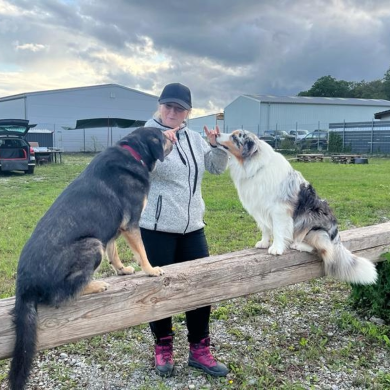 Brauner Hund springt durch einen blauen Reifen in einem Agility-Parcours.