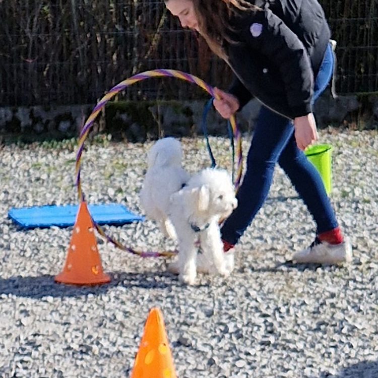 Crossdogging Hund Tunnelübung Christiana Gramlich Ein Hund läuft aus einem blauen Tunnel auf einem Spielplatz für Tiere.