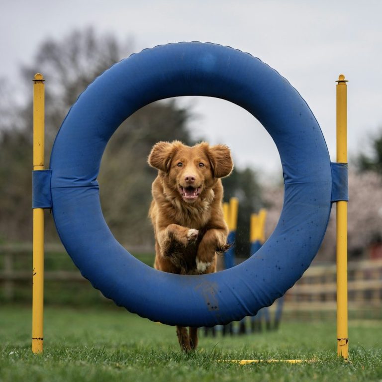 Ein Hund springt durch einen blauen Reifen im Freien.