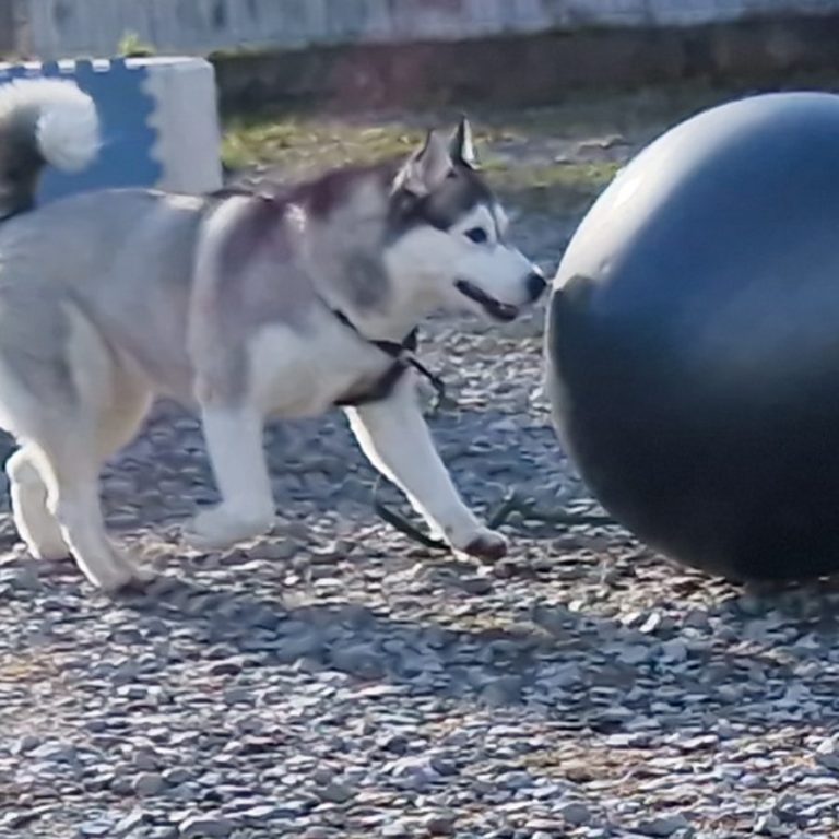 Crossdogging Hund Tunnelübung Christiana Gramlich Ein Hund läuft aus einem blauen Tunnel auf einem Spielplatz für Tiere.
