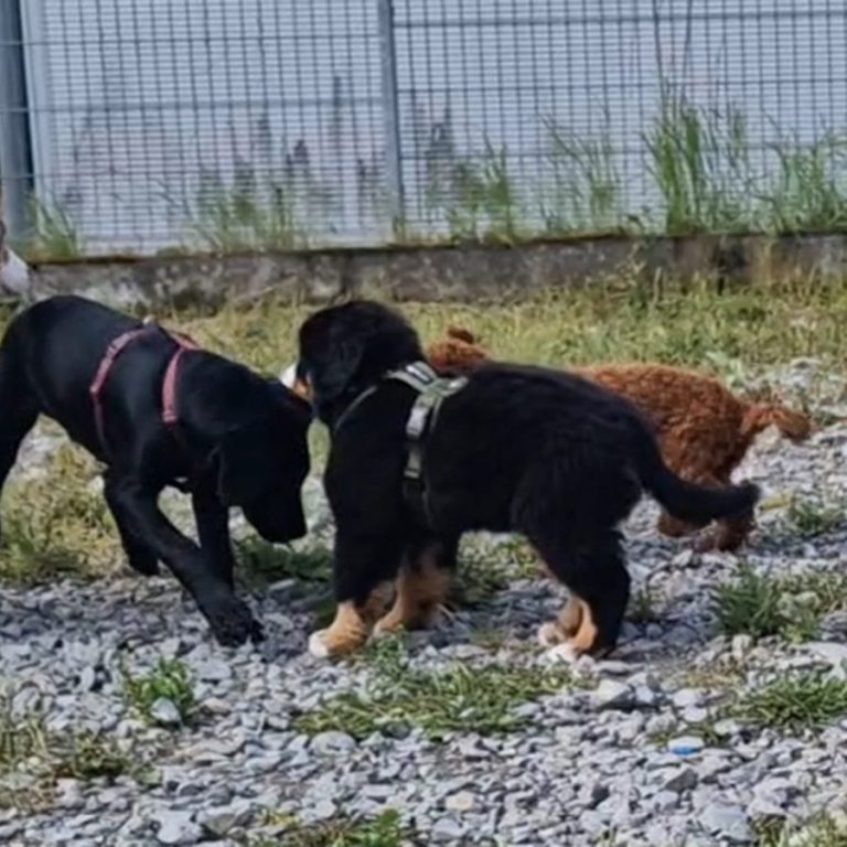 Drei Welpen spielen im Freien, umgeben von Gras und Steinen.