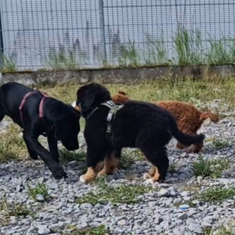 Drei Hunde spielen im Freien auf einem kiesigen Boden.