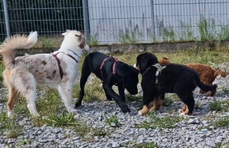 Vier Hunde spielen im Freien auf einem Kiesplatz.