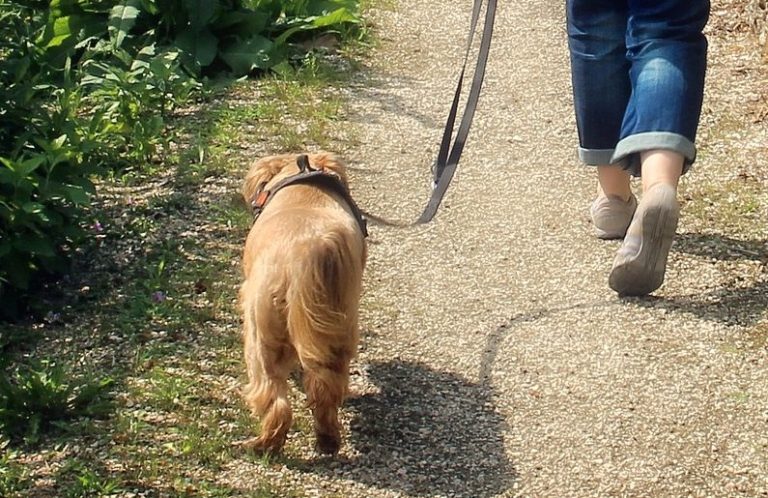 Eine Person mit Jeans führt einen kleinen Hund an der Leine auf einem Weg.
