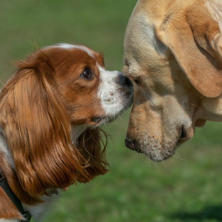 Ein Cavalier King Charles Spaniel schnuppert an einem Labrador.