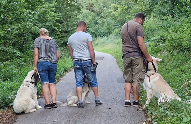Zwei Personen gehen mit ihren Hunden auf einem Waldweg.