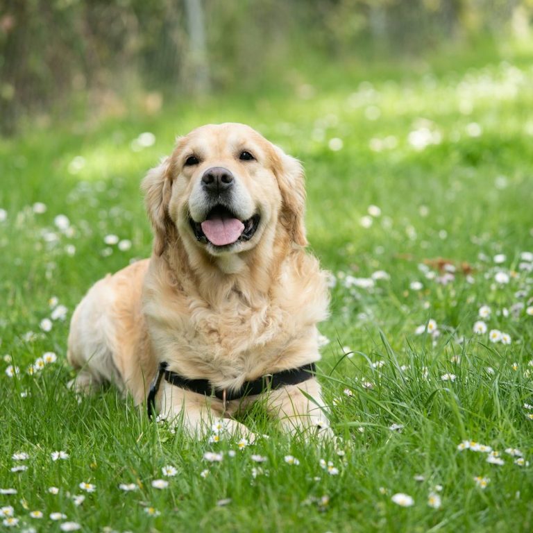 Drei Hunde werden von Personen auf einem Gehweg bei Nacht spazieren geführt.