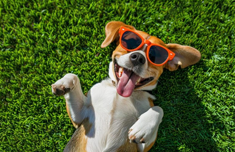Ein fröhlicher Hund mit Sonnenbrille liegt auf grünem Gras.