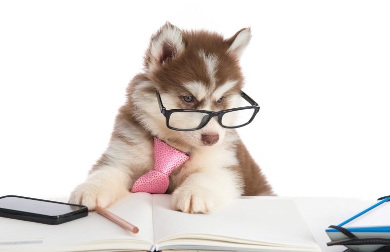 Ein fröhlicher Hund mit Sonnenbrille liegt auf grünem Gras.