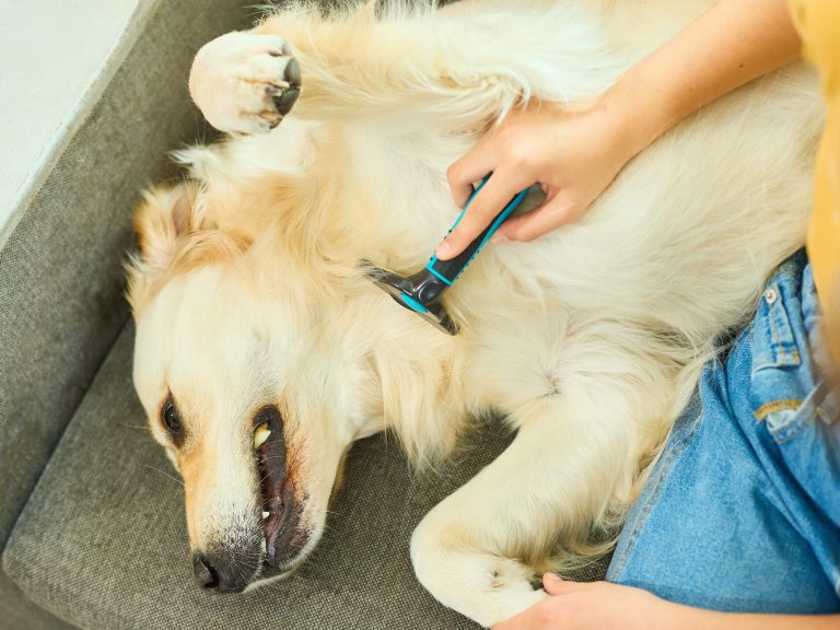 Eine Person bürstet einen entspannten Golden Retriever auf einem Sofa.