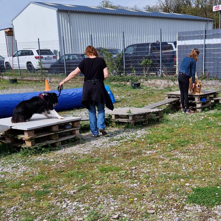 Hunde trainieren auf Holzplattformen mit zwei Personen in einem Freigelände.