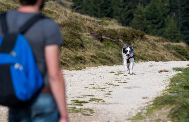 Ein Wanderer mit Rucksack beobachtet einen Hund auf einem Wanderweg.