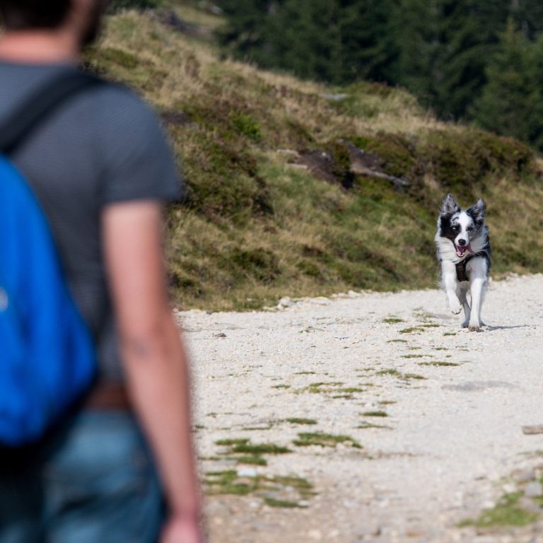 Drei Hunde werden von Personen auf einem Gehweg bei Nacht spazieren geführt.