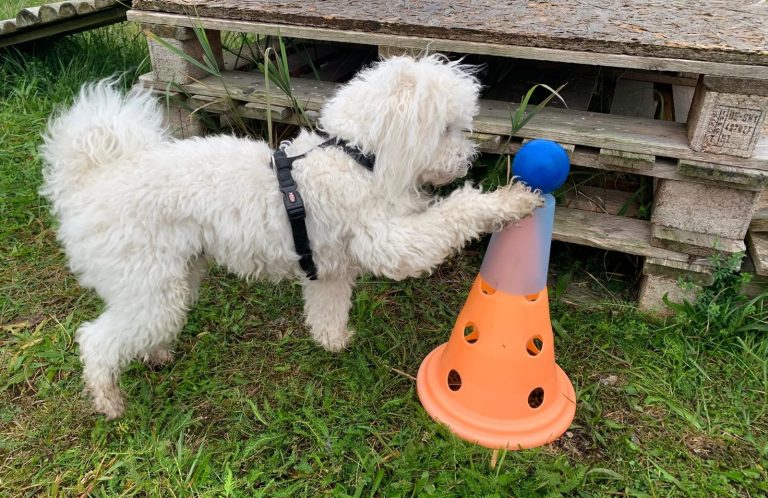 Weißer Hund spielt mit einem orangen Pylonen in einer grünen Wiese.