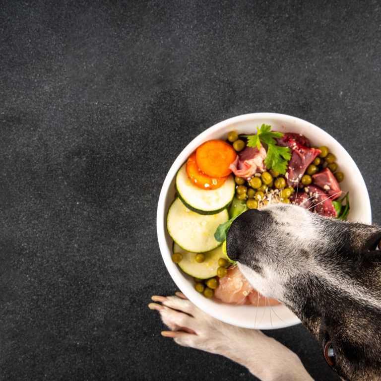 Christiana Gramlich Hundetrainerin Walldürn Schüssel mit frischem Gemüse und Fleisch, Hund blickt neugierig darauf.
