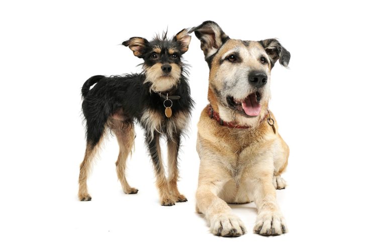 Zwei Hunde stehen zusammen, ein kleiner schwarzer und ein größerer brauner Hund.
