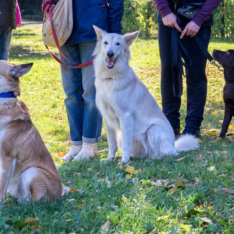 Eine Person in einem grünen Shirt steht neben einem Hund, der an einer Übung teilnimmt.