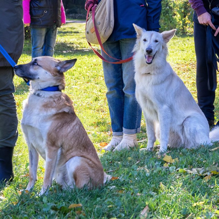 Drei Hunde sitzen im Gras, während Menschen in der Nähe stehen.