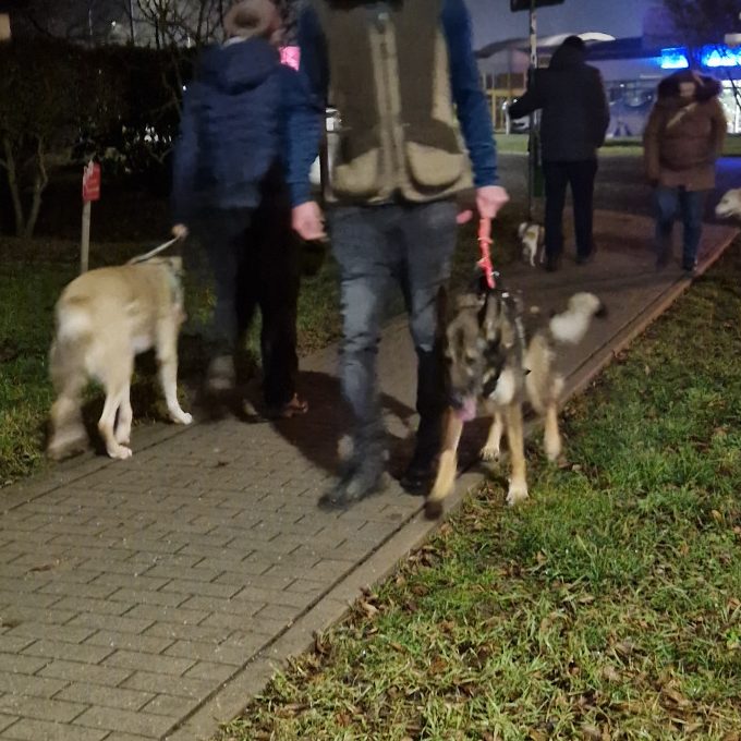 Drei Hunde werden von Personen auf einem Gehweg bei Nacht spazieren geführt.