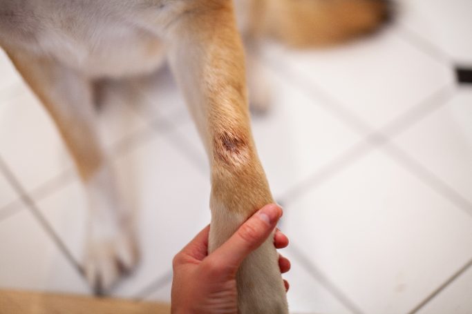 Helle Hand hält das Bein eines Hundes mit einer kleinen Verletzung am Gelenk.