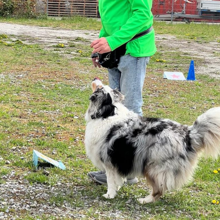 Eine Person in einem grünen Shirt steht neben einem Hund, der an einer Übung teilnimmt.