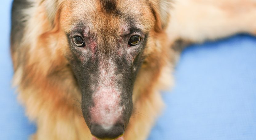 Ein brauner Deutscher Schäferhund liegt auf blauem Untergrund und schaut nach oben.