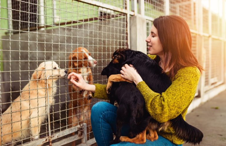 Eine Frau füttert einen Hund und beobachtet zwei weitere Hunde hinter einem Zaun.