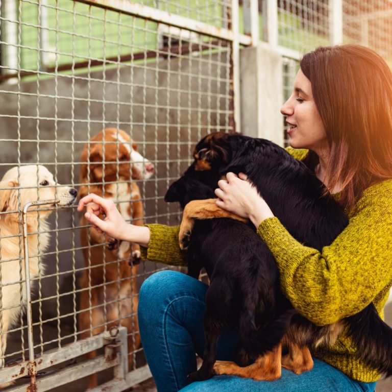 Frau füttert Hunde im Tierheim, während sie einen Welpen im Arm hält.